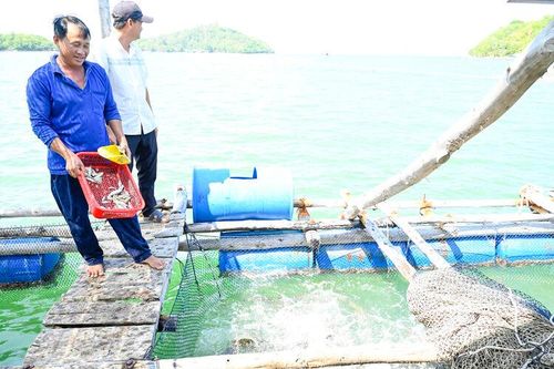 Nuôi biển khá lên