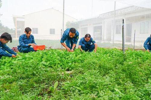Tăng gia, bảo đảm bữa ăn bộ đội