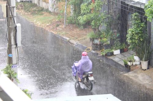Xuất hiện 'mưa vàng' giải nhiệt ở khu vực Đông Gia Lai