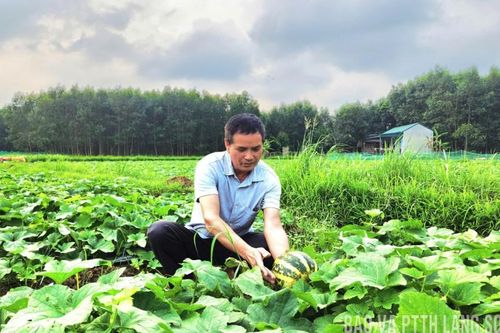 Tăng thu từ trồng dưa bở
