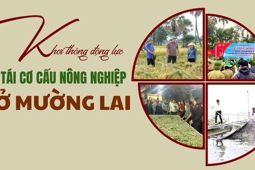 Khơi thông động lực từ tái cơ cấu nông nghiệp ở Mường Lai