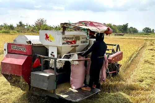Hối hả thu hoạch lúa đông xuân cuối vụ