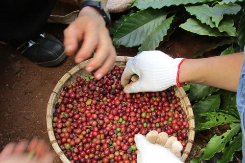 Giá cà phê hôm nay 5/5/2026: Giá nội địa lao dốc, xuất khẩu nỗ lực vượt rào cản giá
