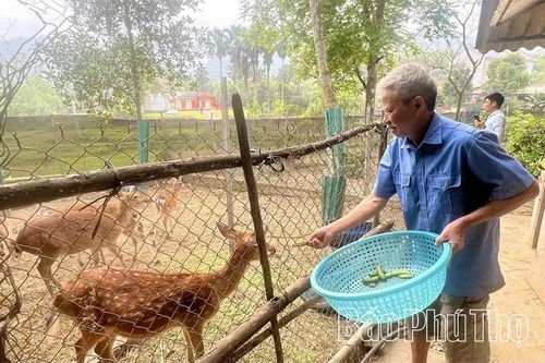 Làm giàu nhờ nuôi hươu