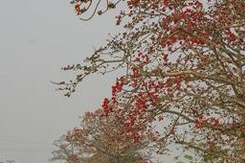 Góc nhìn văn hóa: Cây Gạo - 'Biểu tượng sống' thầm lặng của làng quê Việt
