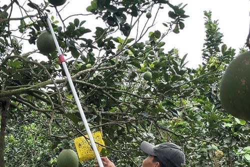 Thị trường không thiếu người mua, chỉ thiếu nông sản đạt chuẩn