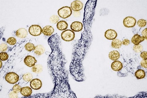 WHO đánh giá rủi ro lây lan virus Hanta