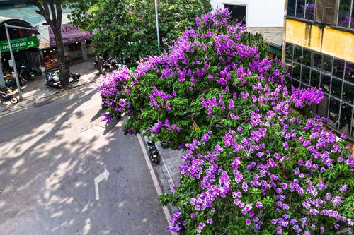 Bằng lăng nở rộ, phố phường Hà Nội rợp sắc tím đầu hè