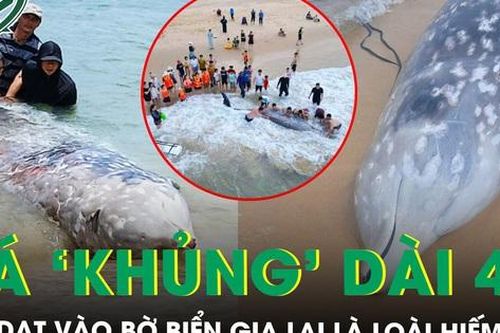 Lai lịch bất ngờ của cá 'khủng' dài 4m, nặng khoảng 2 tấn vừa dạt vào bờ biển Gia Lai