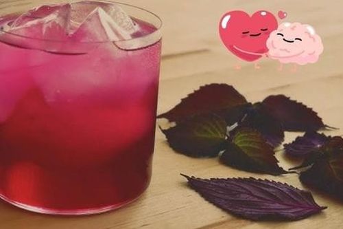 Uống nước lá tía tô có giảm mỡ máu không?