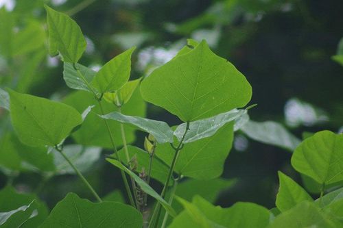 Bài thuốc chữa bệnh từ lá vông nem