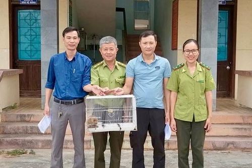 Phát hiện cá thể linh trưởng quý hiếm có 'vũ khí đặc biệt' trong cơ quan