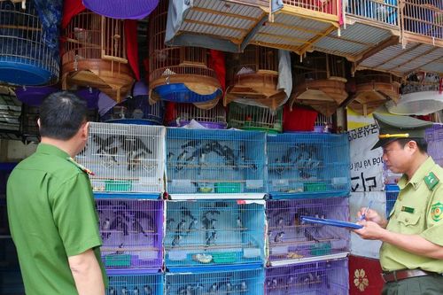 Phát hiện gần 500 'chim trời' trôi nổi tại Hà Nội