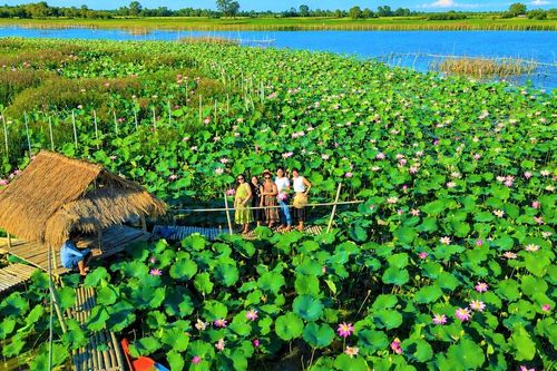 Đà Nẵng: Phát triển sinh kế bền vững từ cây sen