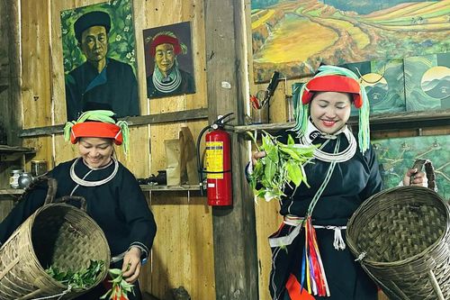 Từ nương chè cổ thụ đến khát vọng làm giàu ở vùng biên Thanh Thủy