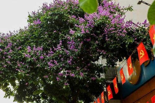 Phố phường Thủ đô rực sắc tím bằng lăng gọi hè