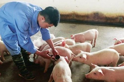 Bộ Nông nghiệp và Môi trường đề xuất cho phép nhập khẩu vaccine phòng bệnh lở mồm long móng chủng SAT1