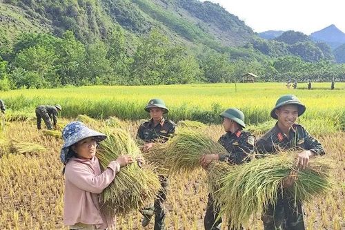 Bộ đội Trung đoàn 82 giúp nhân dân gặt lúa