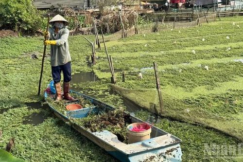 Trồng rau nhút trên sông, nông dân Cần Thơ có nguồn thu nhập ổn định