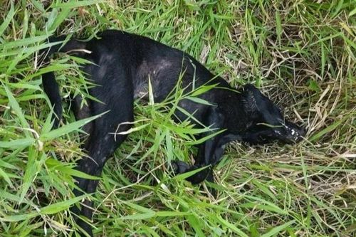 Chó nghi dại tấn công nhiều người dân ở Đắk Lắk