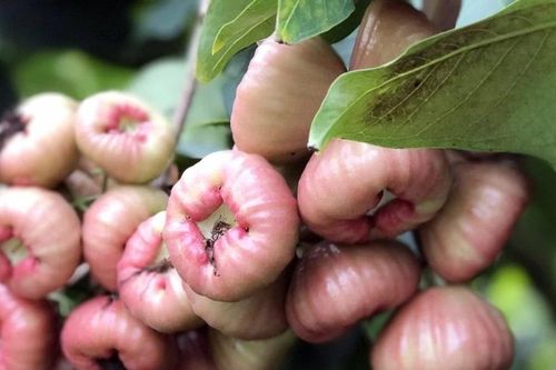 Từ trái cây bình dân quả roi Việt Nam trở thành mặt hàng xuất khẩu cao cấp