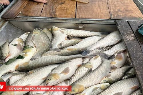 Người dân lo ngại vì cá chết hàng loạt trên sông Lam