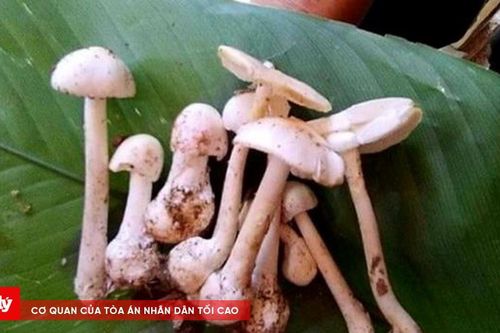 Nghi ăn phải nấm độc, 5 người nhập viện, 1 người tử vong