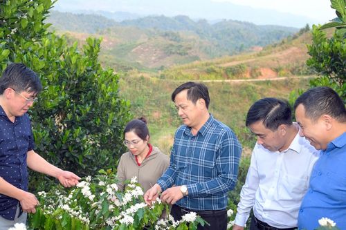 Phó Chủ tịch tỉnh Điện Biên: Giá cà phê giờ minh bạch, không ép được nữa