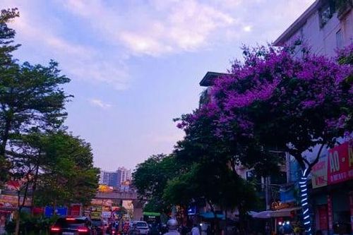Những cung đường Thủ đô phủ sắc tím của hoa bằng lăng