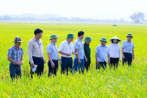 Phó Chủ tịch UBND tỉnh Nguyễn Văn Đệ kiểm tra tình hình sản xuất, thu hoạch lúa vụ Xuân