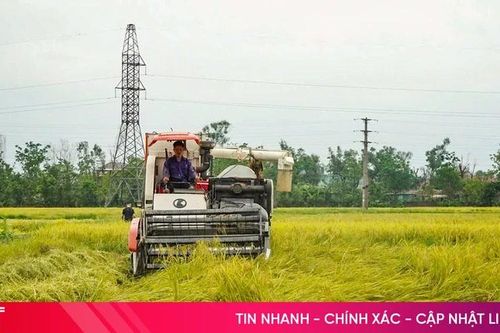 Tranh thủ thời tiết thuận lợi, đẩy nhanh tiến độ thu hoạch lúa xuân