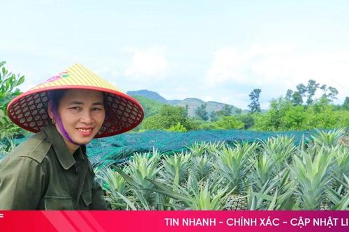Mướt mắt mô hình trồng dứa trên vườn đồi Kim Hoa