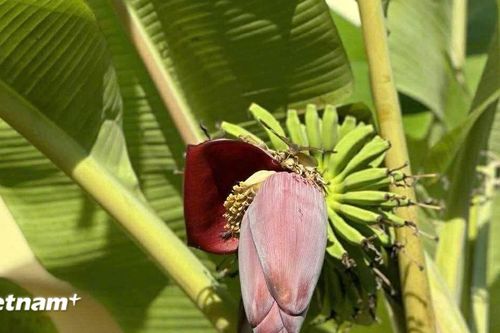 Loại thực phẩm nhiều người Việt bỏ qua nhưng lại là 'kho dinh dưỡng'