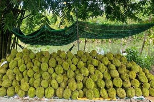 Sầu riêng biến động khó lường, nhà vườn 'đứng ngồi không yên'
