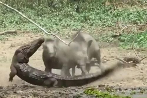 Đàn lợn rừng hợp lực húc văng cá sấu để cứu con giữa đầm lầy