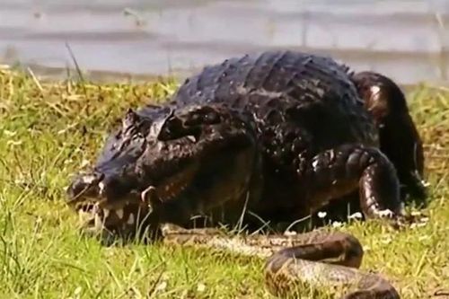 Trăn Anaconda liều lĩnh tấn công cá sấu rồi bị con mồi phản đòn tơi tả