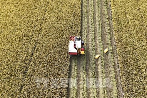 Tháo 'nút thắt' cho Đề án 1 triệu héc-ta lúa chất lượng cao