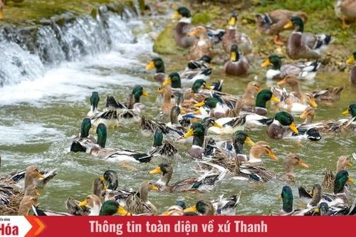 Chàng trai dân tộc Thái làm giàu từ đàn vịt cổ bơi suối