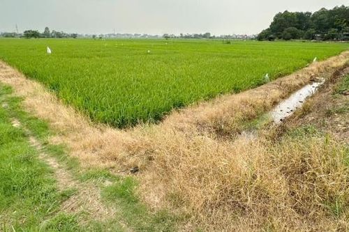 Vẫn lạm dụng thuốc diệt cỏ
