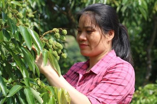 Khám phá những 'vườn vải đẹp' đón mùa quả chín