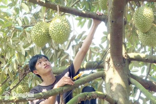 Tỷ lệ nông sản chủ lực tiêu thụ qua hợp đồng liên kết đạt hơn 51%