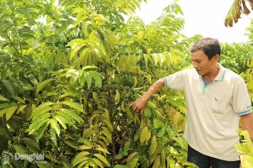Những địa phương đi đầu trong xây dựng nông thôn mới