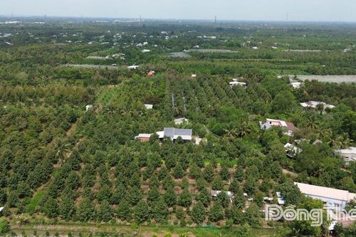 Không mở rộng diện tích cây ăn trái ồ ạt
