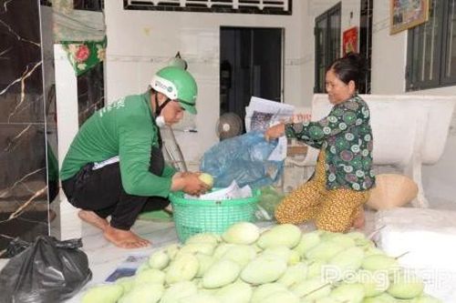 Xoài cát Hòa Lộc được giá