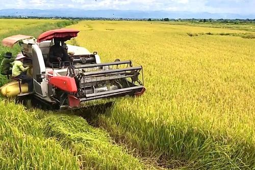 Công an xã Chư A Thai cảnh báo tình trạng 'bảo kê' máy gặt lúa