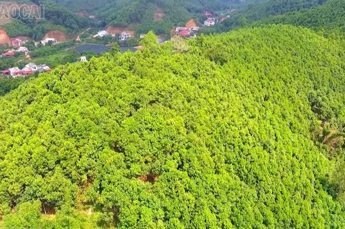 Lào Cai phấn đấu đến năm 2030, tổng giá trị ngành hàng dược liệu sau chế biến đạt trên 2.000 tỷ đồng
