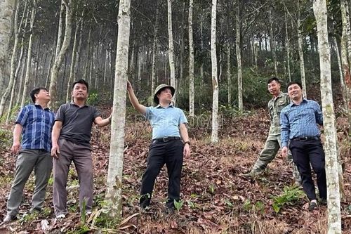 Bảo Ái phát huy 'ba trụ cột' thúc đẩy kinh tế nông thôn