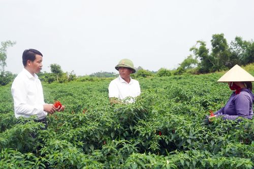 Sản xuất hữu cơ, bao tiêu sản phẩm: Hướng đi triển vọng