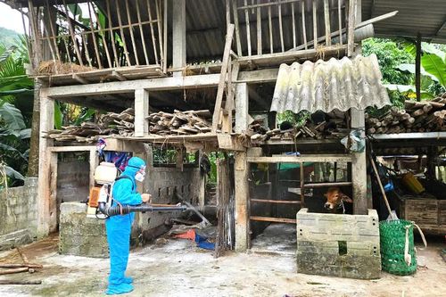Xã Tuyên Phú công bố dịch bệnh viêm da nổi cục trên trâu, bò