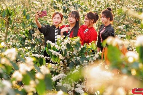 Mùa hoa cà phê ở Chiềng Mai